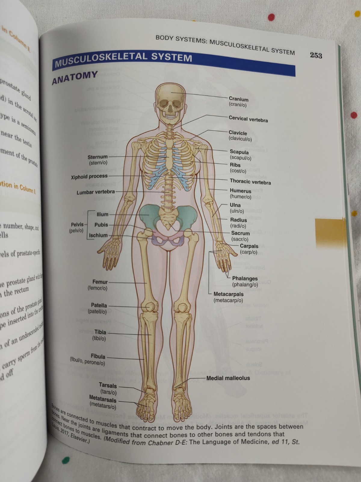 Medical Terminology A Short Course By Davi-Ellen Chabner 8th Edition ST46